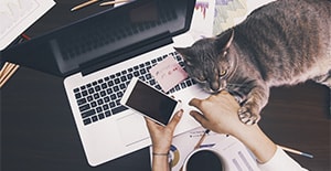 close up of female remote worker using laptop with cat